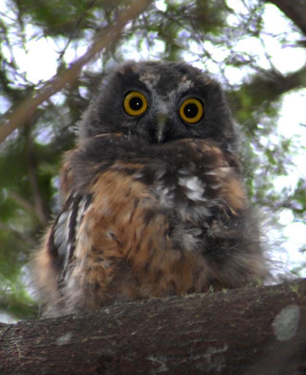 Morepork Riverside Lodge Paihia Dış mekan fotoğraf