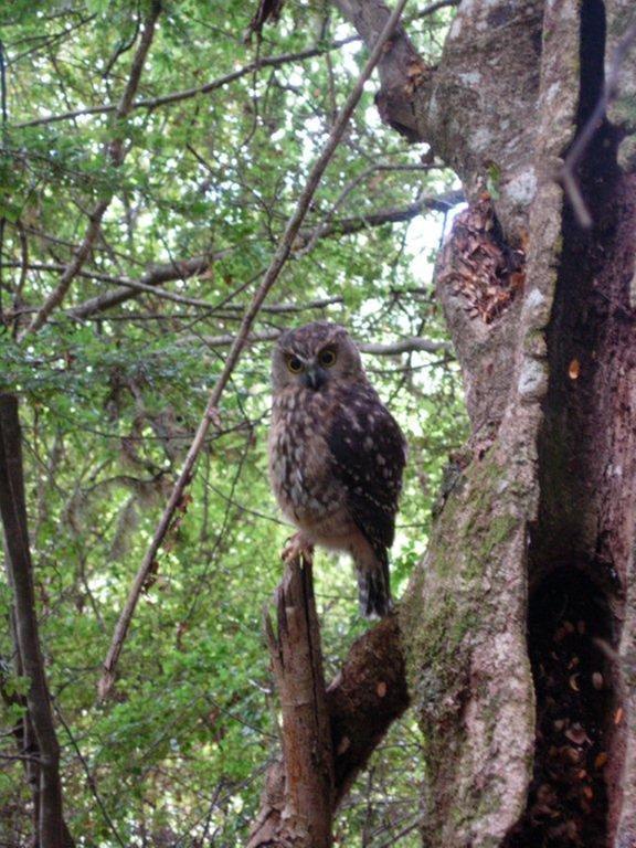 Morepork Riverside Lodge Paihia Dış mekan fotoğraf