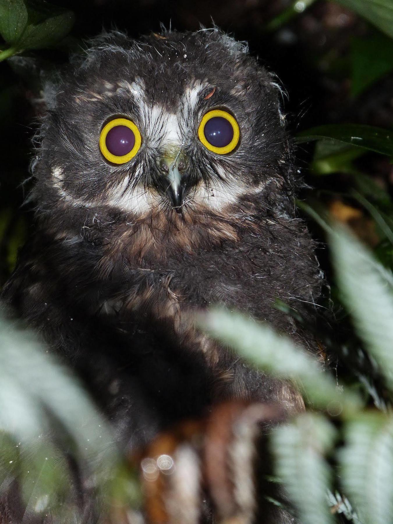 Morepork Riverside Lodge Paihia Dış mekan fotoğraf