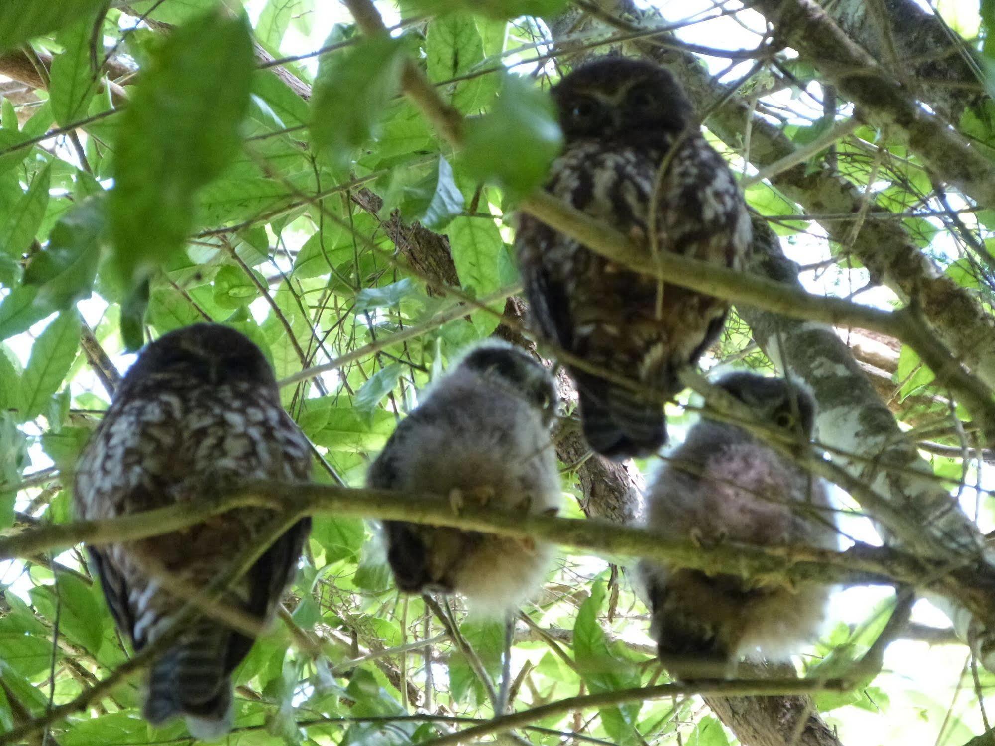 Morepork Riverside Lodge Paihia Dış mekan fotoğraf