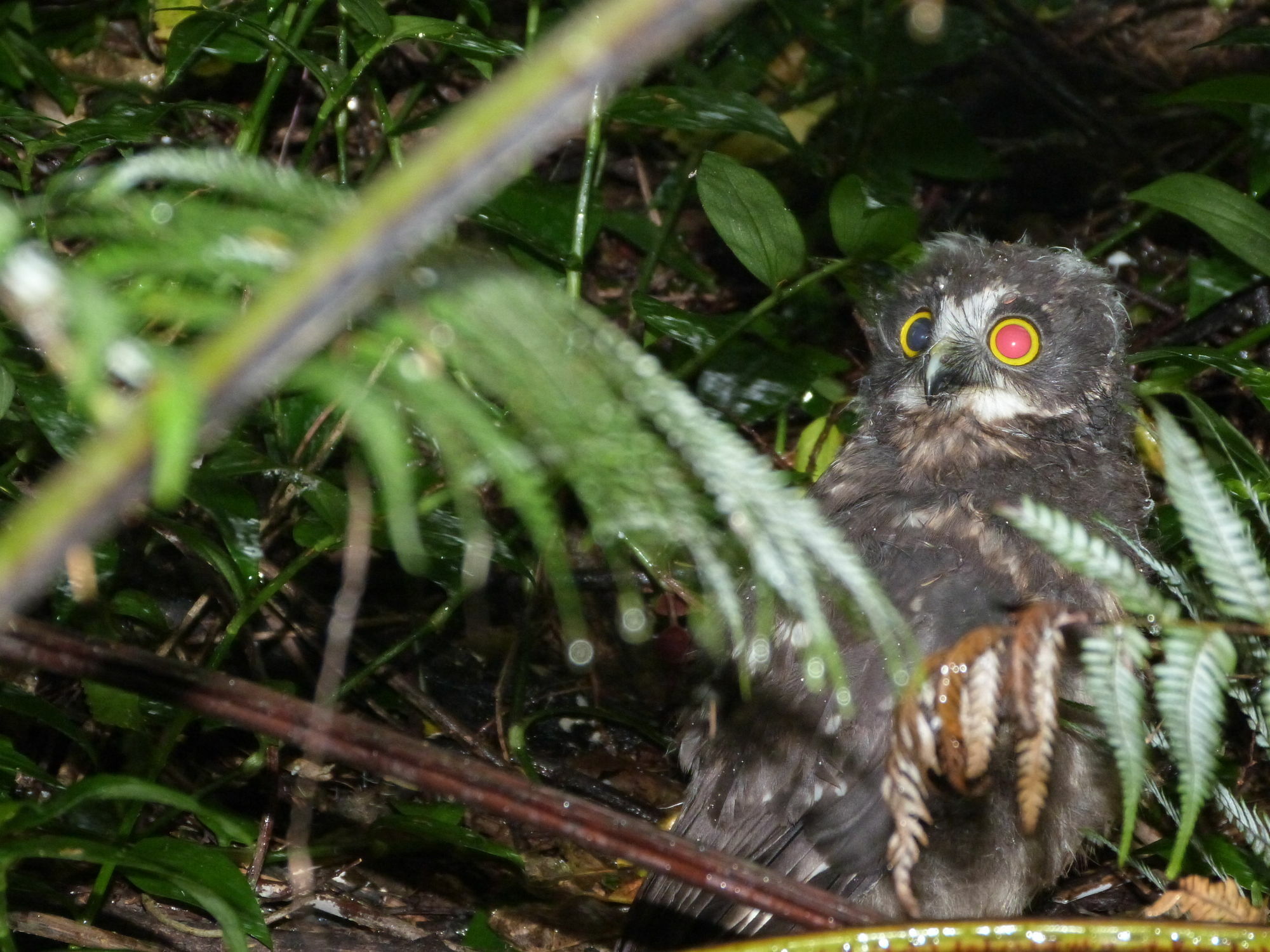 Morepork Riverside Lodge Paihia Dış mekan fotoğraf