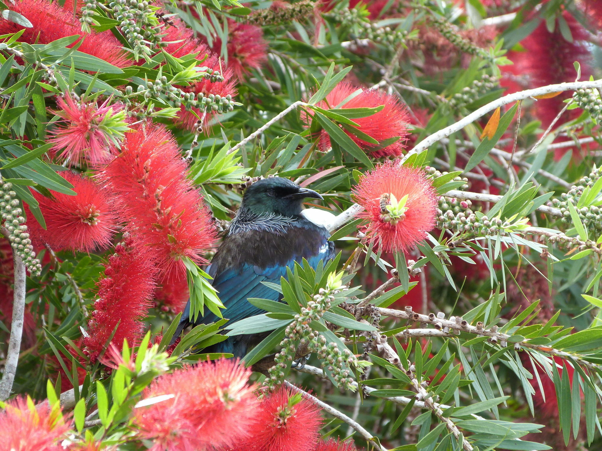 Morepork Riverside Lodge Paihia Dış mekan fotoğraf
